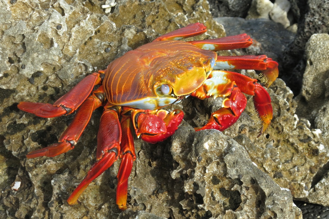 Red Rock Crab, Galápagos Islands, Ecuador