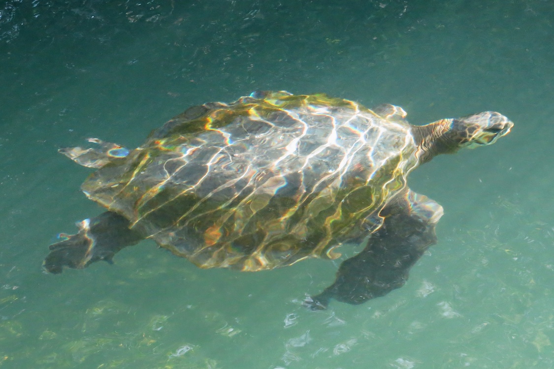 Sea Turtle, Galápagos Islands, Ecuador