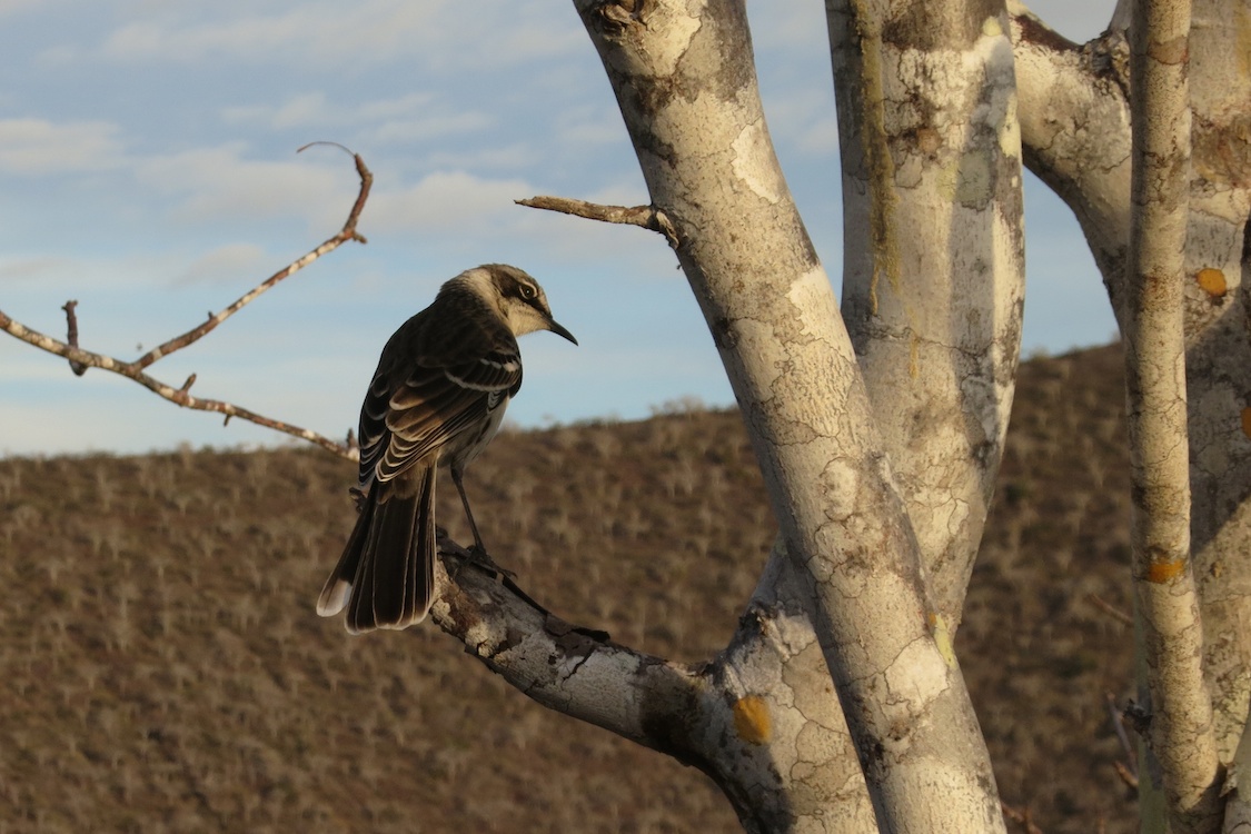 Mockingbird, Galápagos Islands, Ecuador